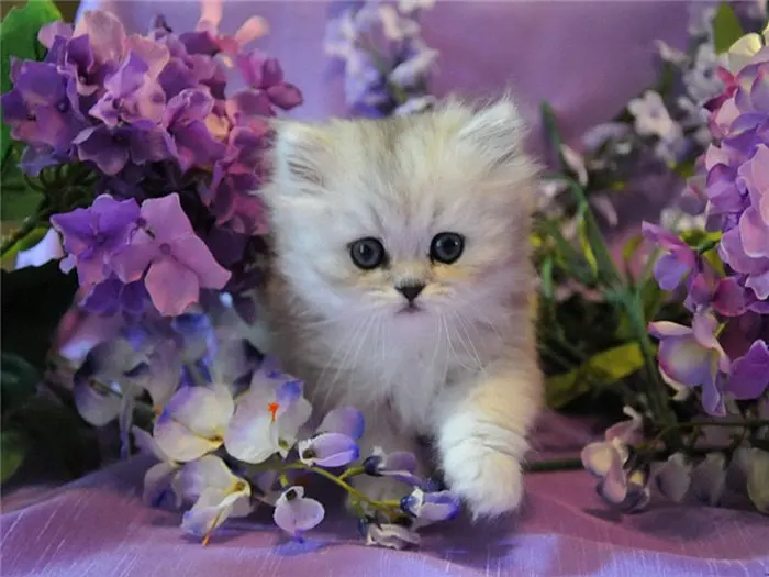 Алмазная живопись кот узор DIY 3D Полный Дрель Стразы мозаика круглый бриллиант