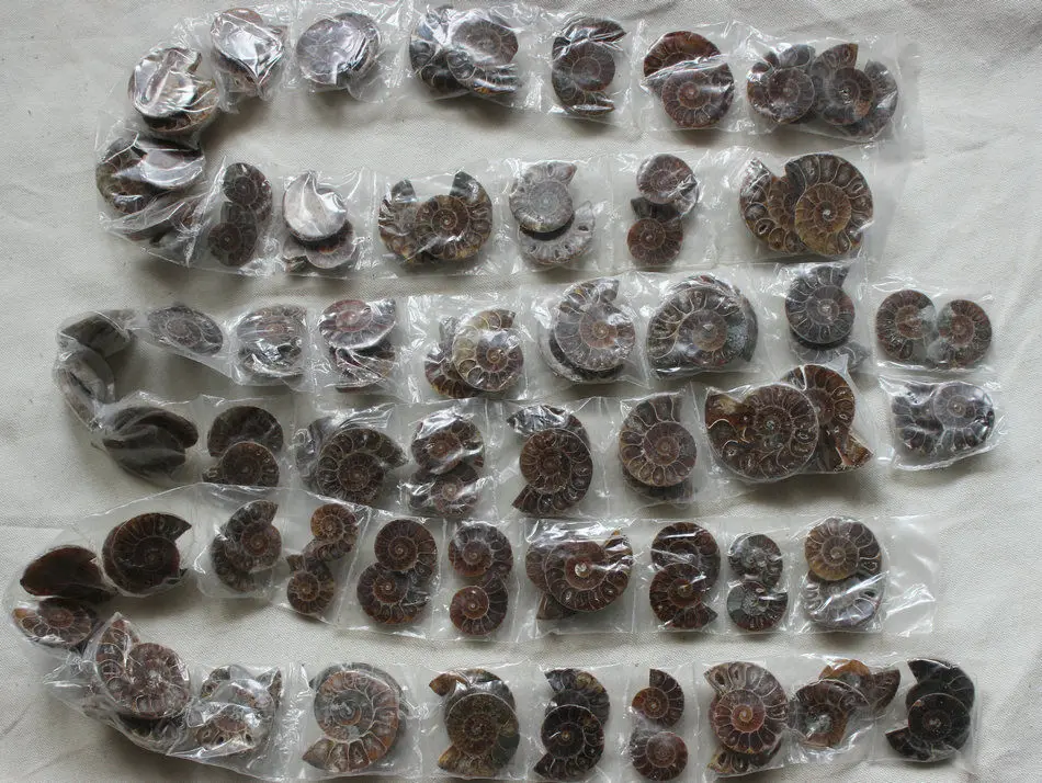 10 Pieces Small Natural Rainbow Split Ammonite Fossil Cut in Half Madagascar healing. Paired Free Shipping | Дом и сад