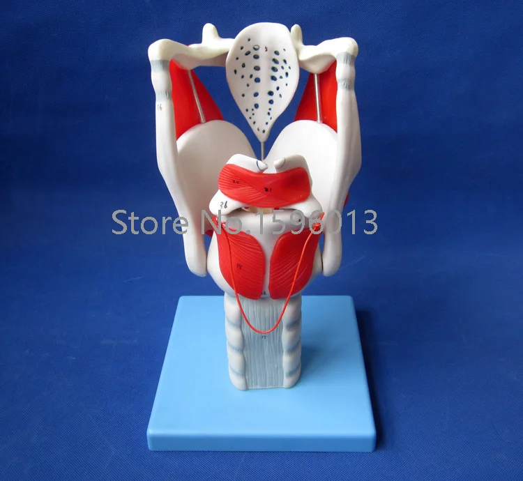 Популярная структура и функция модели ларинкса модель человеческого