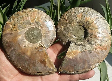 002092 1 пара полуобрезанный корпус аммония Jurrassic Fossil образец из Мадагаскара|specimen| |
