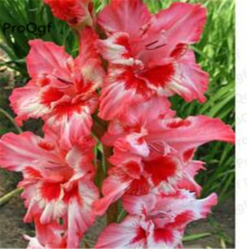 Ngryise 10 шт набор Vaniot Houtt gladiolus лампочка