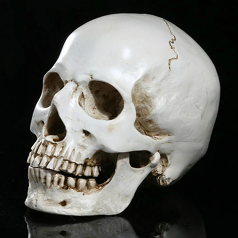 Реплика из смолы с головой человека медицинская модель Череп подбородок можно