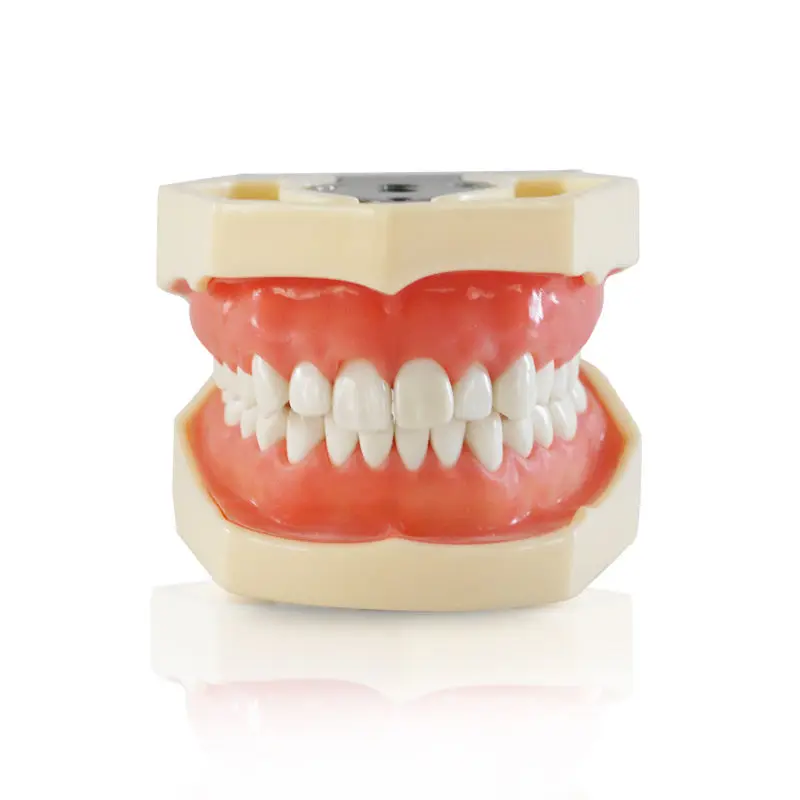 Стоматологические все съемные зубы модель 28 шт. Стоматологическая зубов для