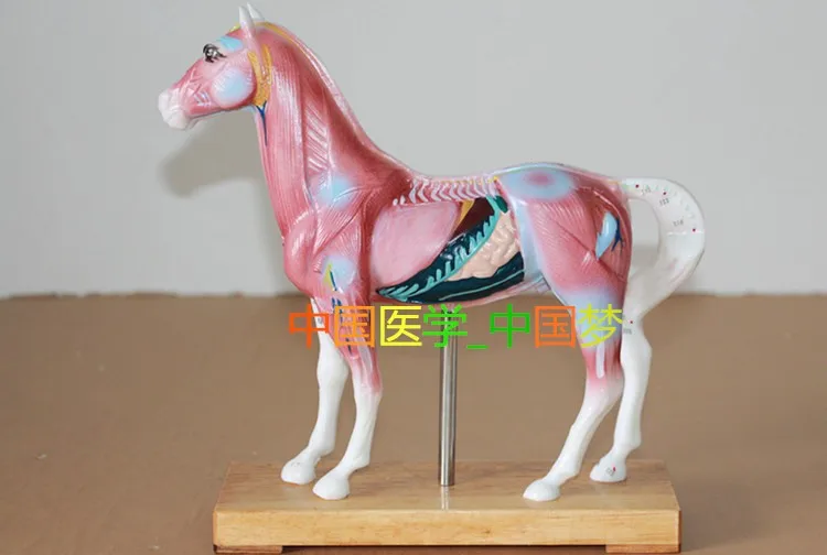 animal Horse Anatomy model Horse Acupuncture point model free shipping