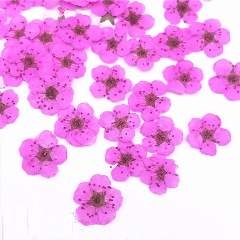 Rose Red Маленькая звезда цветок ручной работы сделай сам Натуральные сушеные цветы сушеный гербарий материал сумка 1 лот/200 шт - Цвет: Rose Red