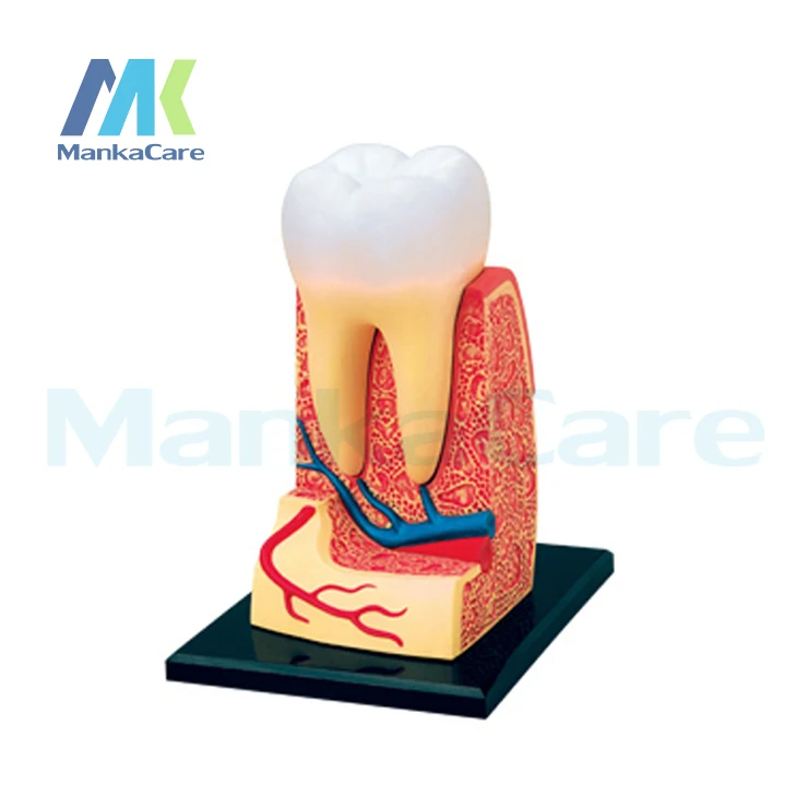 Зуба сообщение мастер 4D сборки человека анатомическая модель медицинская зуба