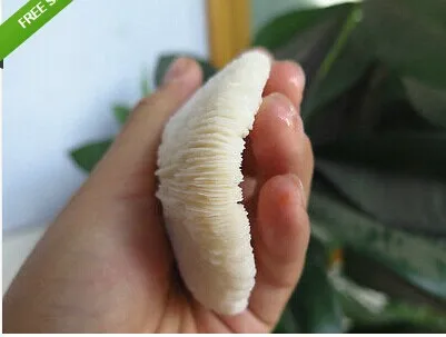 130 180 г белый коралл из Китая Хайнань|china lie|coral barchina kite |