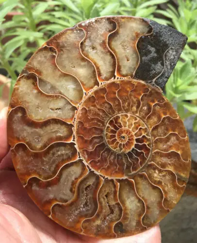 06070 Madagascar 1pairs of Rare Split Ammonite Fossil Specimen Shell | Дом и сад