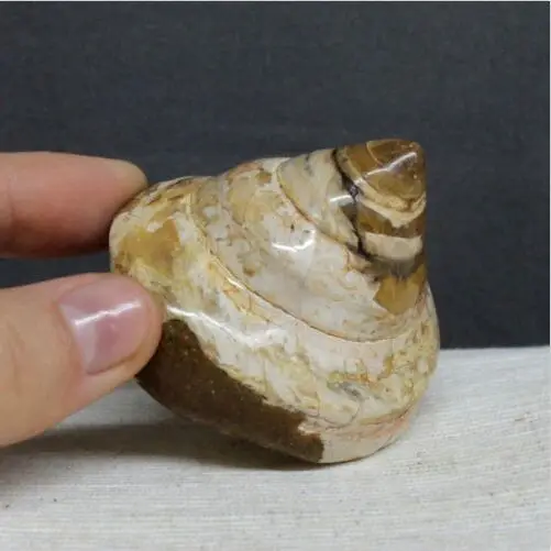 50 г 1,9" удивительные аммонитовые оболочки рейки Fossil