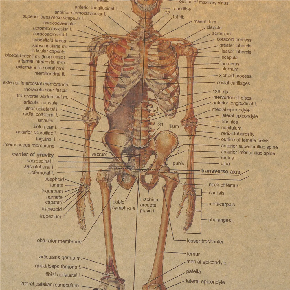 Домашний Декор наклейки Скелет структуры тела нервная система Наклейка на стену