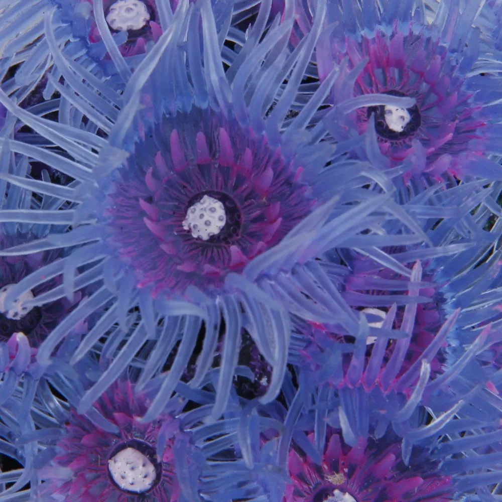 1pcs Aquarium Artificial Coral Fish Tank Decoration - Bluish violet | Дом и сад