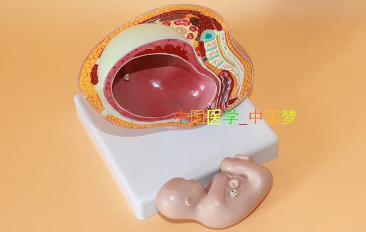 Женская модель для моделирования эмбриона тазовой мозга|fetal development|female pelvic modelpelvic