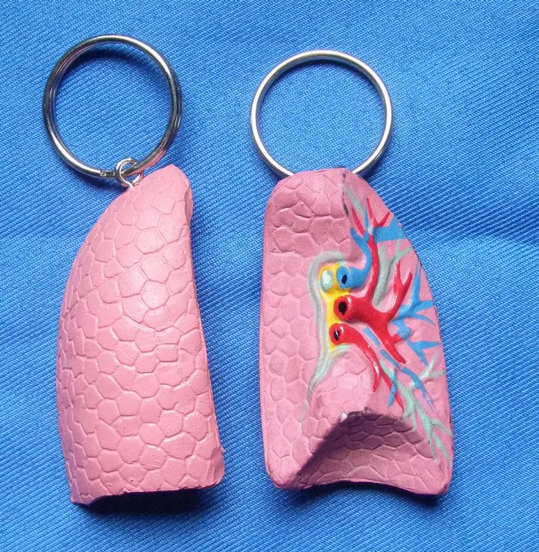 Легочный брелок Модель легких аксессуары Бесплатная доставка|Медицинская наука|