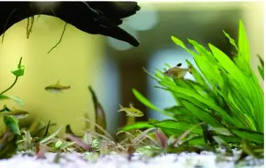 Fresh water lamp Свет NEMO 36 Вт аквариум с пресной водой растения растут светодиодный, зеленые растения растут светодиодный свет. Водных аквариумы растут светодиодный свет - Цвет: Fresh water lamp