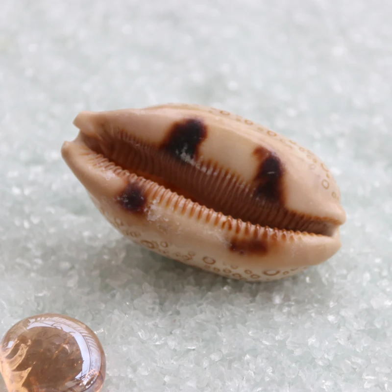 Бесплатная доставка (2 шт./лот) глазная оболочка натуральная и раковина домашнее