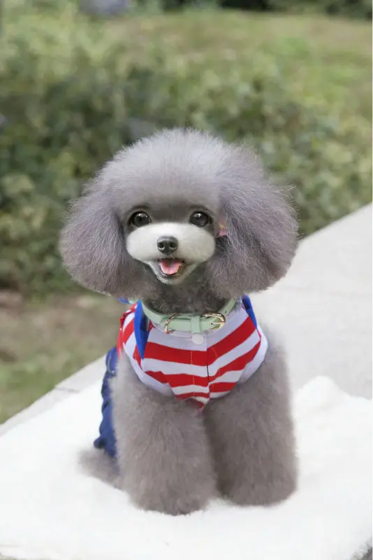 A97 Бесплатная доставка Весенняя Одежда для питомцев с четырьмя лапами горячая