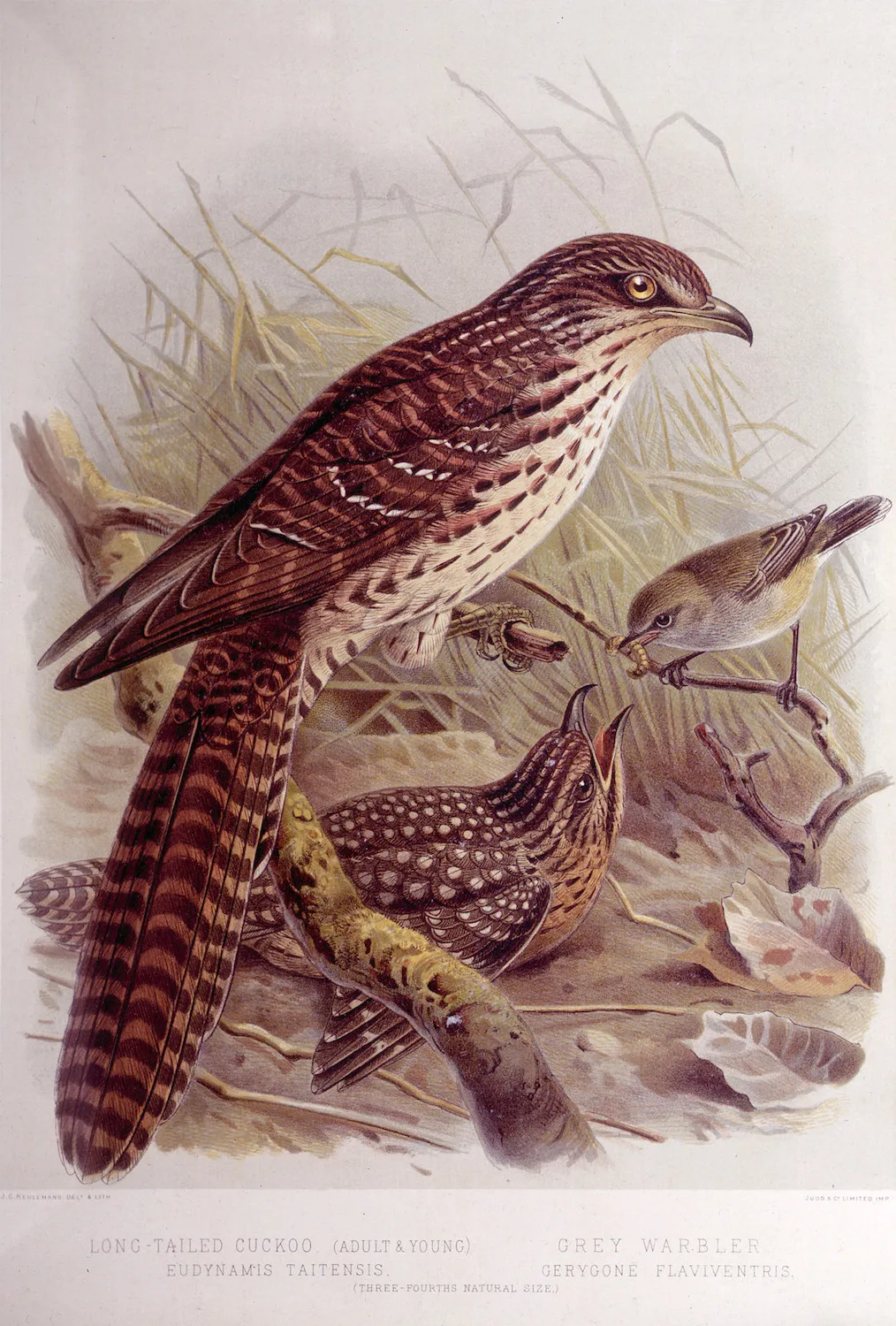 Новая Зеландия NZ Native Birds серия голубь путешествия классические настенные