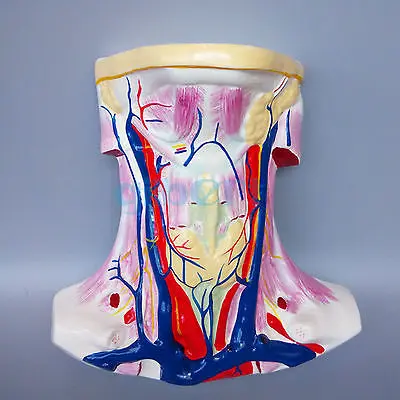Human Anterior Neck Superficial Muscle Blood Vessel Nerve Model Anatomy | Канцтовары для офиса и дома