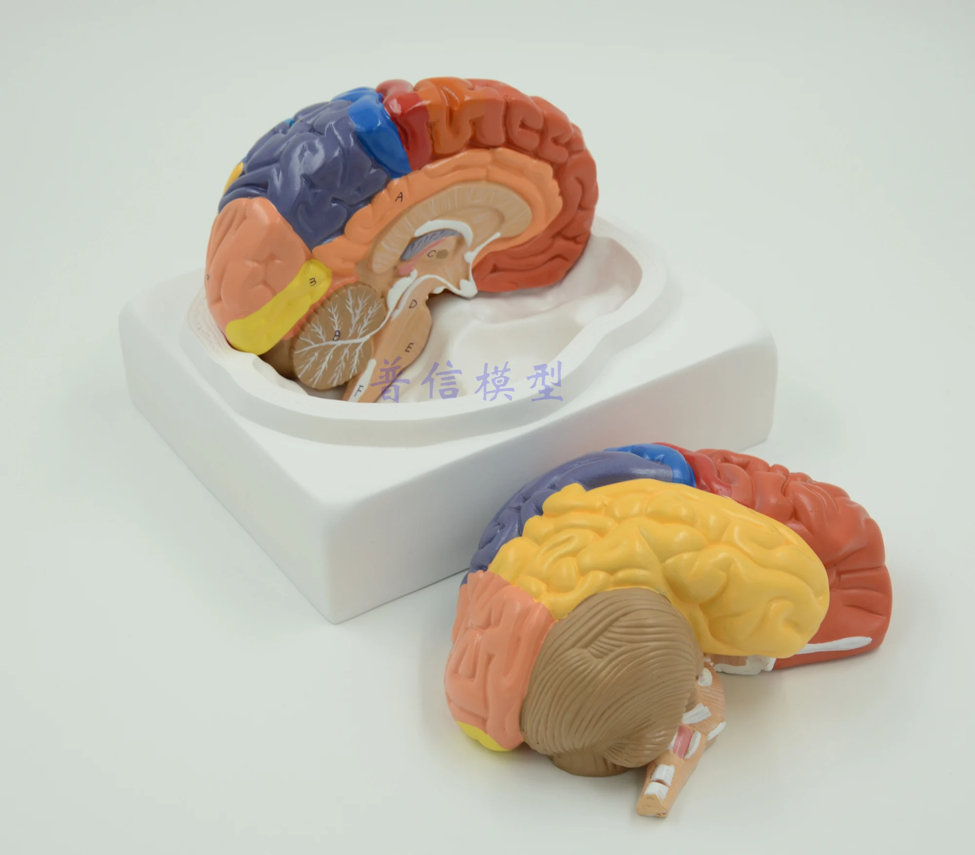 Brain model brain function regional human anatomy teaching use | Канцтовары для офиса и дома