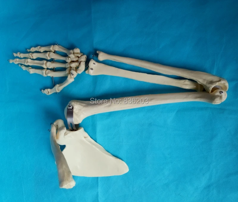 Человеческий медицинский скелет для взрослых левая рука череп искусственный
