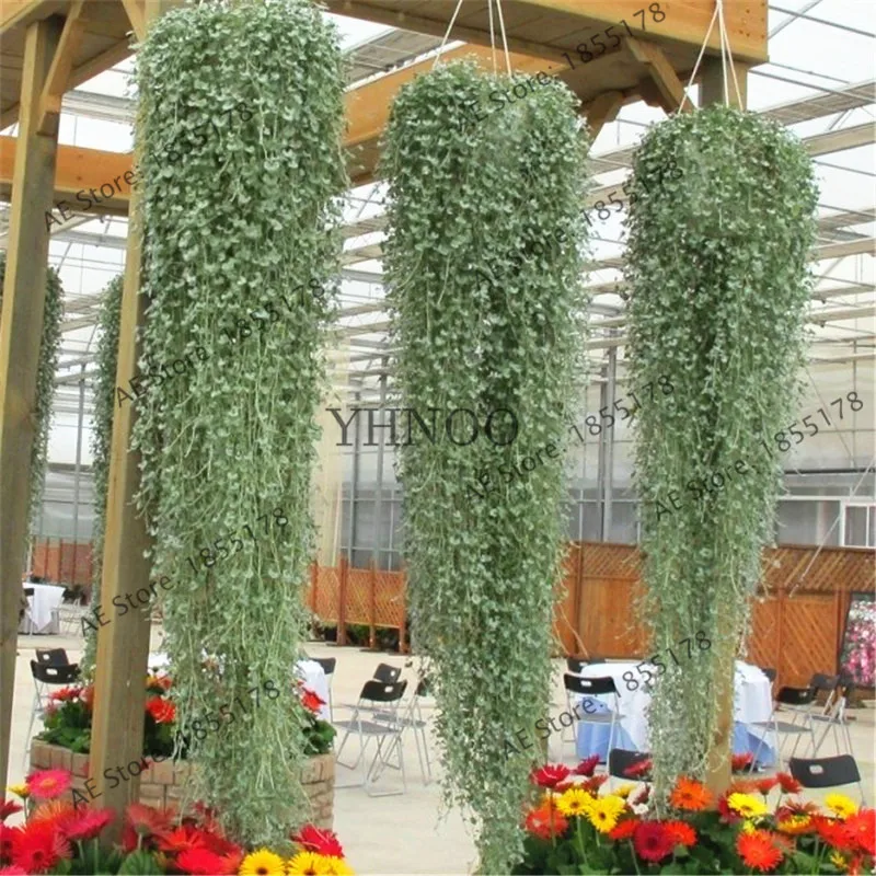 100 шт Dichondra Repens серебряные водопады изумруд Фолс бонсай суккулент подвесные