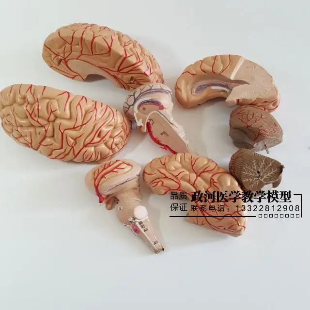 9 деталей модель мозговой артерии головного мозга с нервной системой|model brain|anatomical