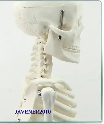 Анатомическая кожа человека 85 см | Канцтовары для офиса и дома