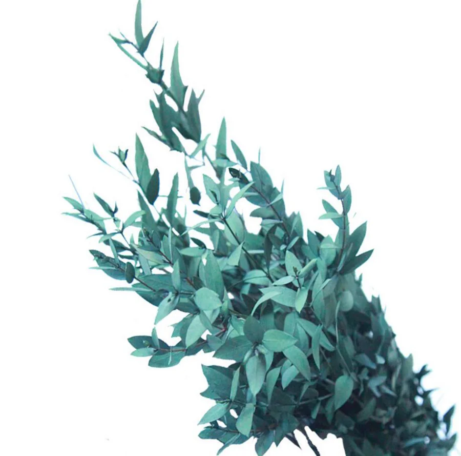 

140g 40-60cm Length Preserved Eucalyptus Robusta Branch For Craft Gift Material Accessory Decoration Flower Arranging DIY