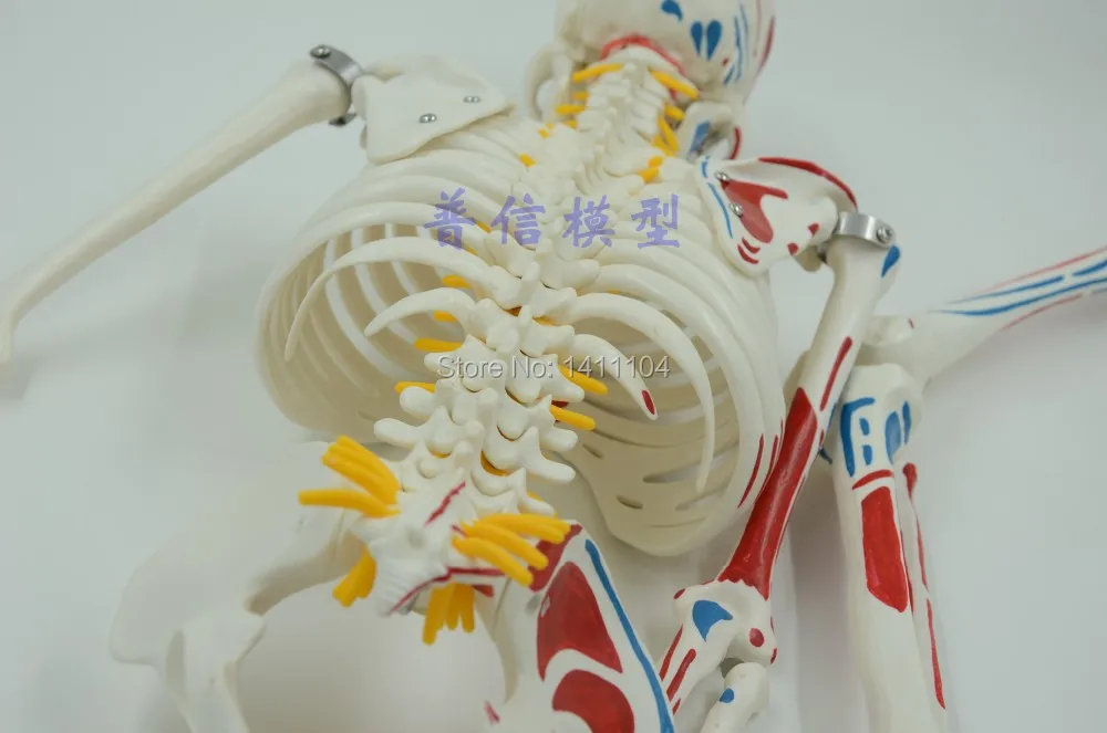 Бесплатная доставка и точка нагрузки мышц 85 см модель каркаса человеческого тела