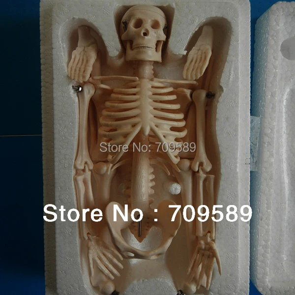 Мини скелет модель человеческого скелета|mini skeleton|human skeleton modelskeleton model |