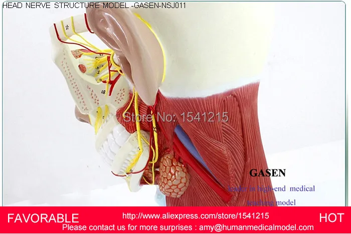 Человеческий череп с мышечным нервным составом анатомическая модель шеи