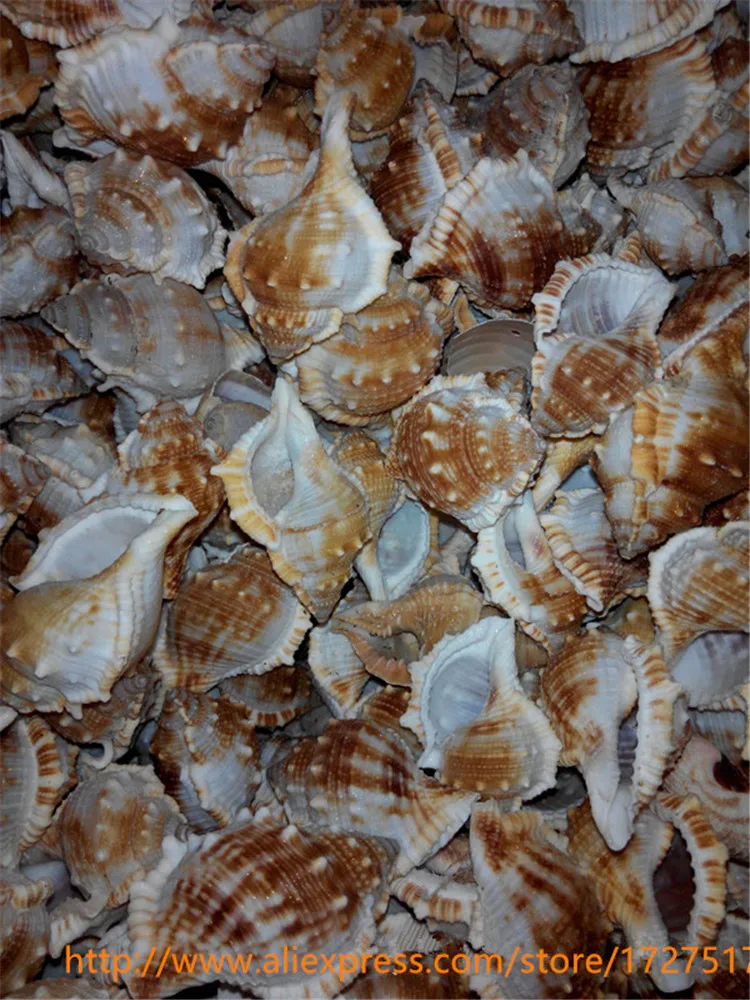 24 шт./лот материал для поделок Натуральные Большие морские раковины длинный винт