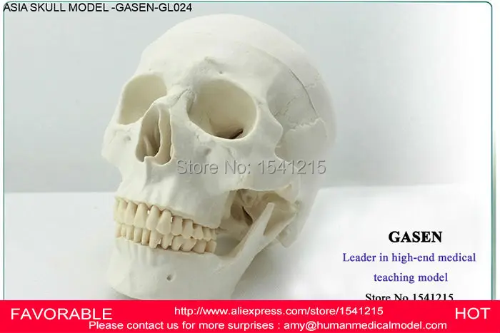 Медицинский учебный медицинский человеческое тело азиатское издание