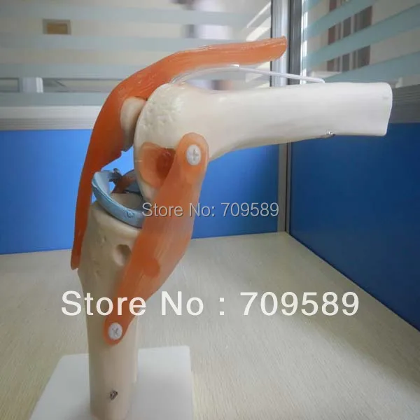 life-size knee joint bone model | Канцтовары для офиса и дома