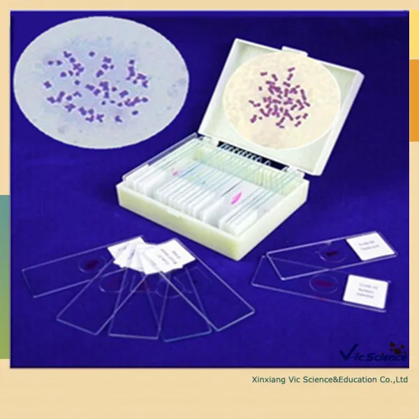 Биология клеток и гены подготовленные слайды|biology|geneticsslides |