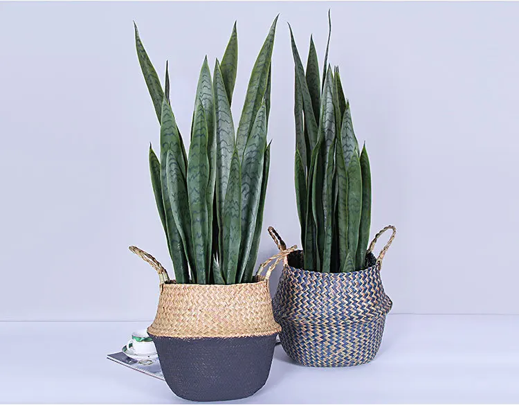 70 см цветок+ ваза Sansevieria trifasciata бонсай Тропическое растение высокое качество чувство руки зеленый суккуленты подарок украшение дома