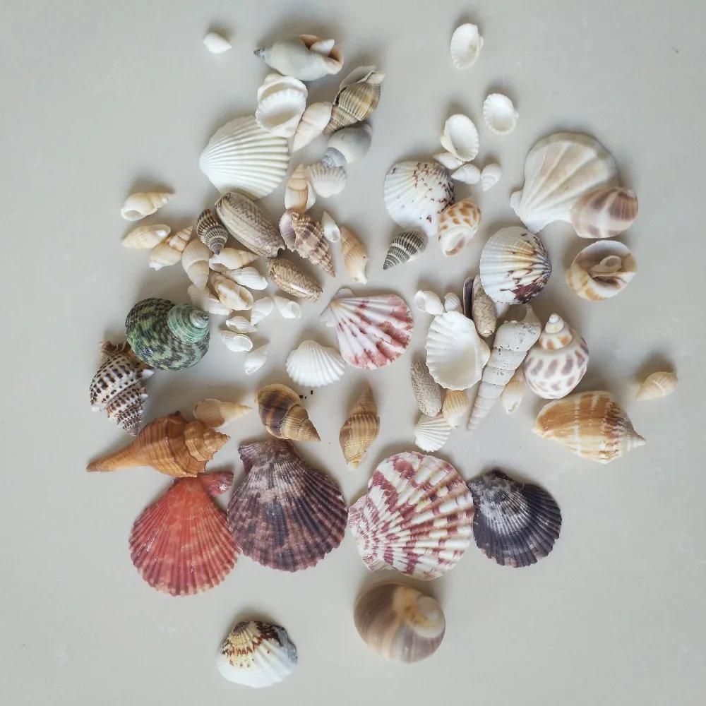 Ракушки из натуральных ракушек 150 г украшение для аквариума домашний декор