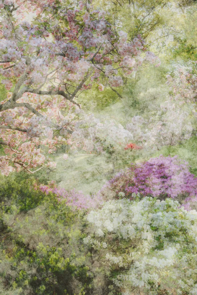

Back Drop Fondo Fotografia Spring Flower Fondos Fotograficos 3x6 T20190337