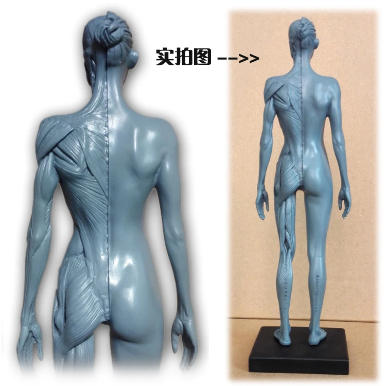 30cm Human Female Model Anatomy Skull Head Muscle Bone Medical Artist Drawing skeleton for sale | Спорт и развлечения