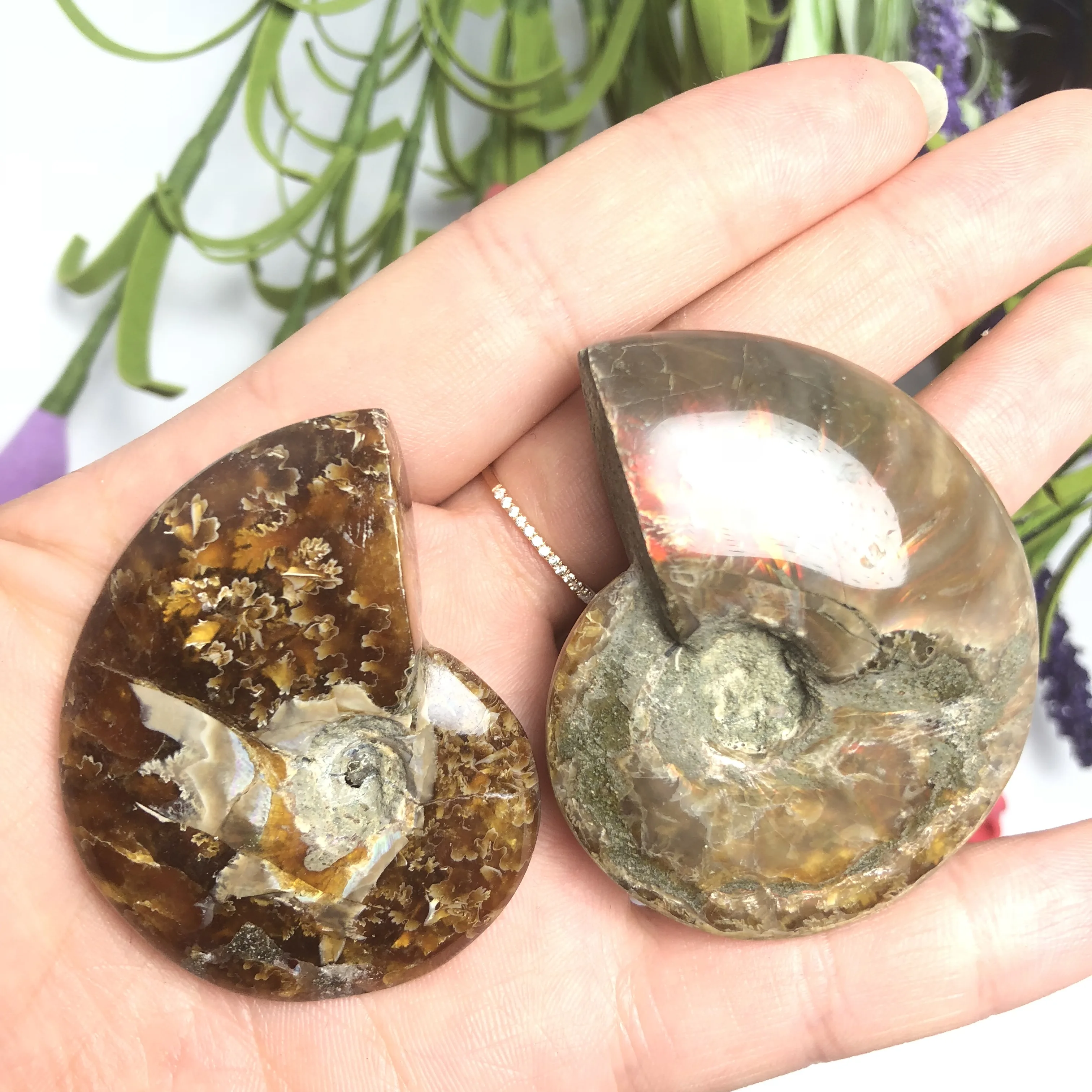 Colorful!!!Natural Polished &quotGoat Horn&quot Fossil Ammonite Conch Douvilleiceras Madagascar Mineral Specimen | Дом и сад