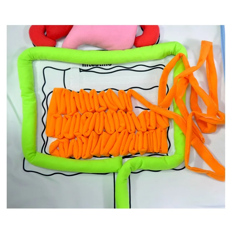 Модель тела органа игрушки лобзик фартук биология органная учебная помощь