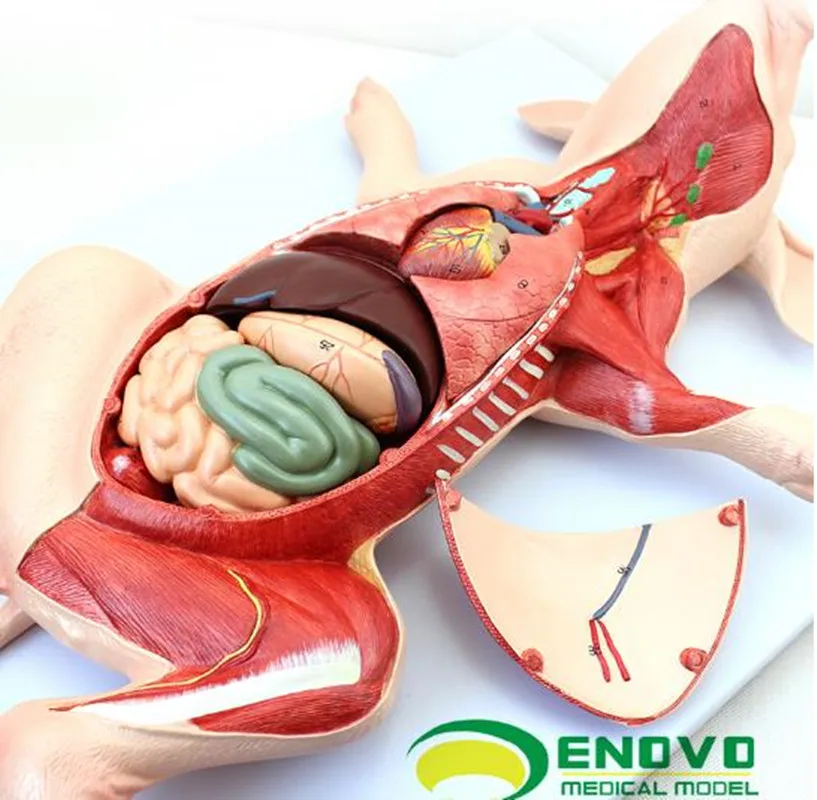 Свинья анатомия модле эмбриональных органов висцеральная мышечная нерва
