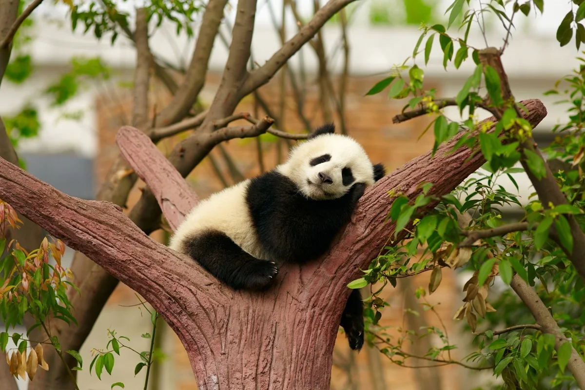 Lovely baby panda PJA022 Холст Тканевый постер с рисунком на заказ для декора стен номер