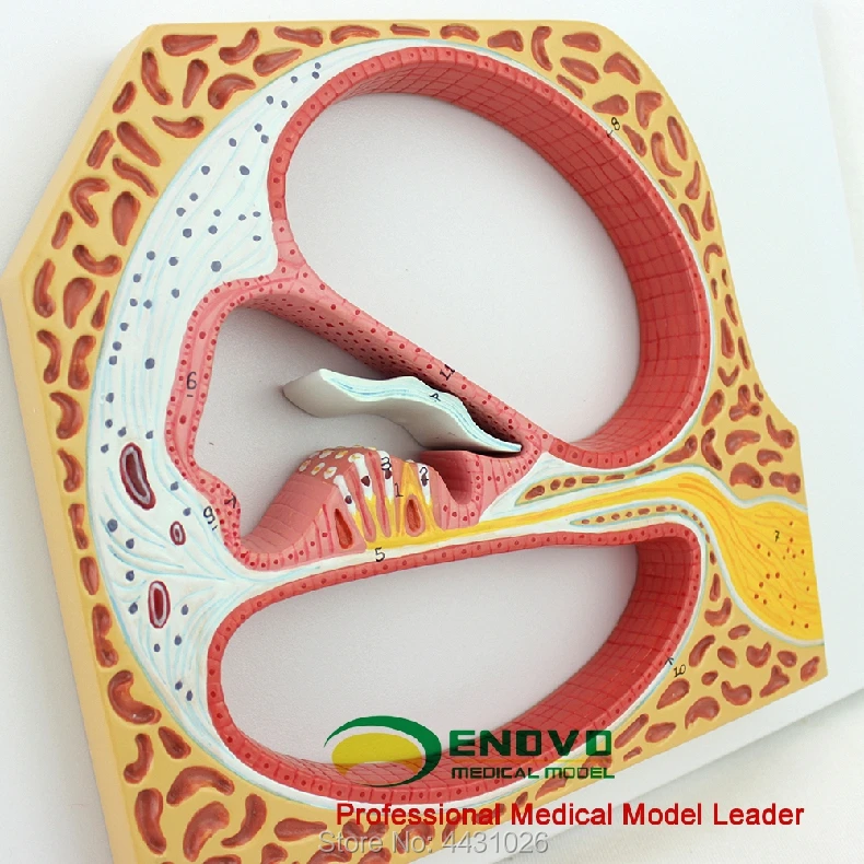 

ENOVO Corti organ ear nose throat ear model medical use