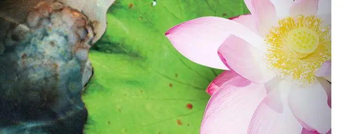 

Floor 3D wallpaper Lotus carp stone Custom Photo self-adhesive 3D floor Home Decoration