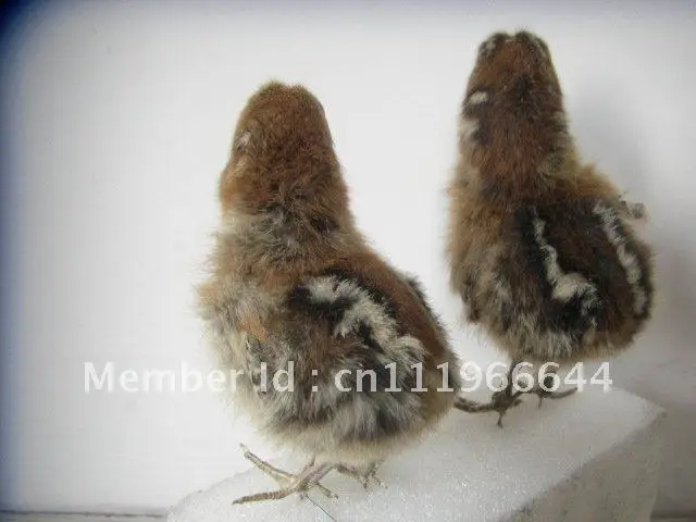 Taxidermy из настоящей курицы цыпленок 1 пара (2 шт.) милая птица|Статуэтки и миниатюры|