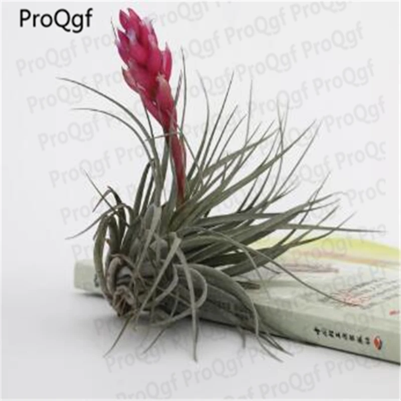 3Pcs A Set Tillandsia cyanea