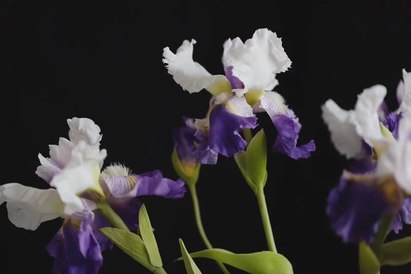 Cymbidium Cattleya Орхидея лепесток Veiners цветок Veiners формы и резак украшения торта инструменты силиконовые формы помадка плесень CS210