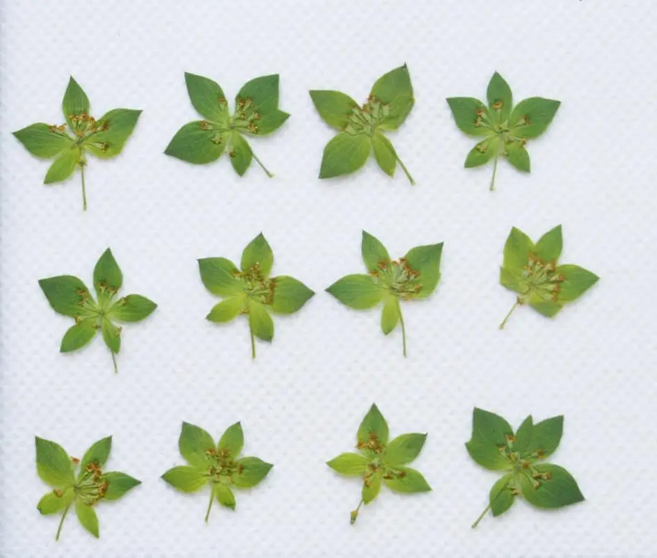 250 шт. прессованные сухие растения для подвесок из эпоксидной смолы|dry plants|dried