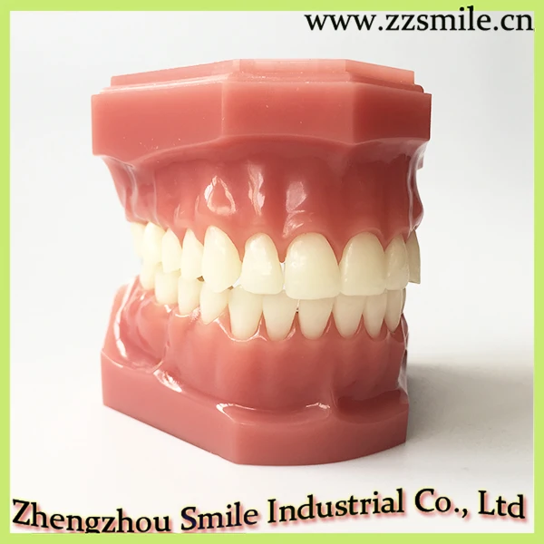 

Dental Standard Demonstration Model/Standard Teeth Model M7003